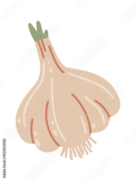 Obraz Hand drawn illustration of a whole garlic bulb with roots and a green sprout growing from the top, isolated on a white background, representing healthy eating, cooking, and natural remedies