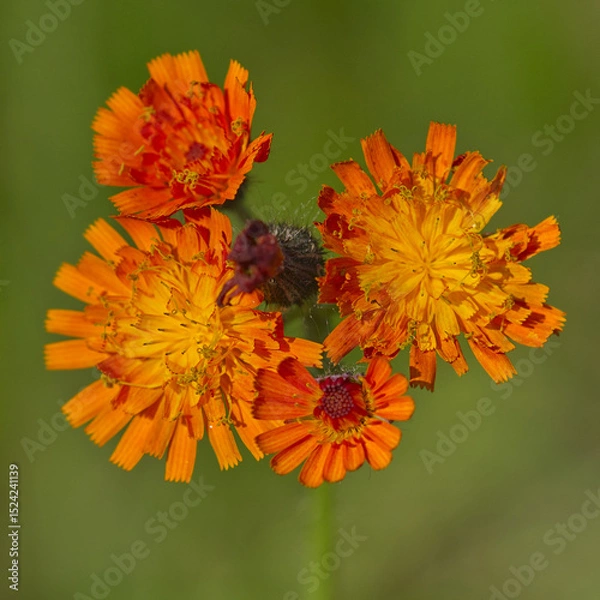 Obraz Orangerotes Habichtskraut