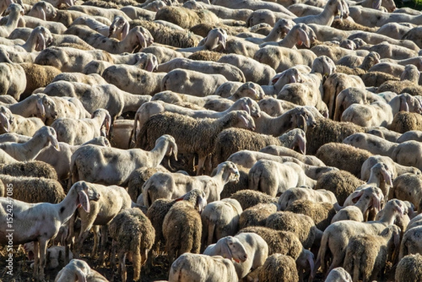 Fototapeta Flock of Sheep in a Rural Pasture – Close-Up View