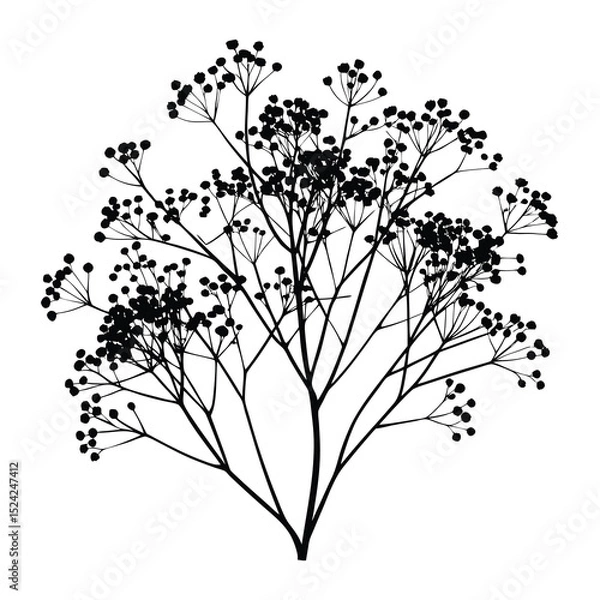 Obraz Black and white baby's breath flower silhouette vector illustration graphic design element art 
