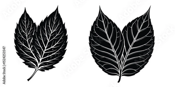 Obraz Black and white leaf vector illustration design element for nature botanical art and print pattern 

