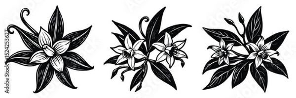 Obraz Vanilla flower vector illustrations black and white botanical drawings floral design elements set clip art
