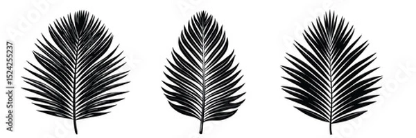 Obraz Black palm leaf illustration tropical leaves vector design summer foliage botanical drawing exotic plant art
