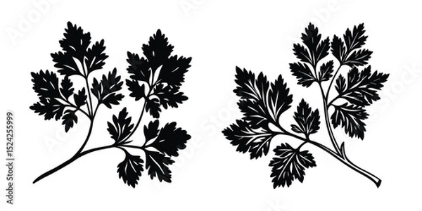 Obraz Black and white parsley herb vector illustration for culinary designs and botanical art projects
