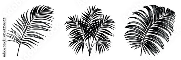 Obraz Black and white palm leaf vector illustration tropical plant design element for graphics and decoration
