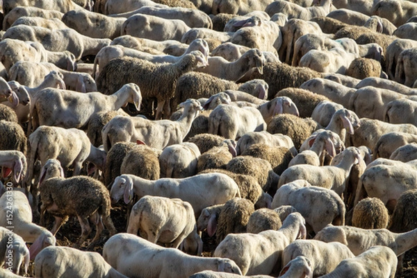Fototapeta Flock of Sheep in a Rural Pasture – Close-Up View