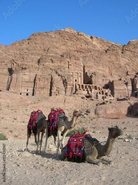 Obraz Camels in Petra