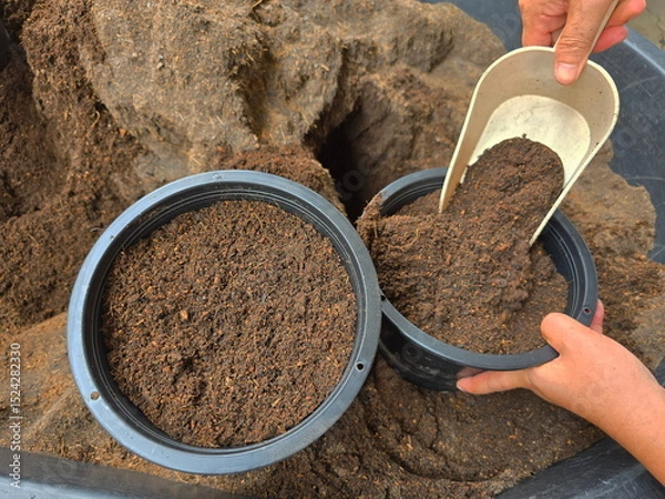 Obraz Scoop the soil mixed with nutrients and put it in a black pot to prepare for planting trees. Mix the soil with coconut husks, fertilizer, rice husks, compost, and 1 part bamboo leaves. Mix and stir
