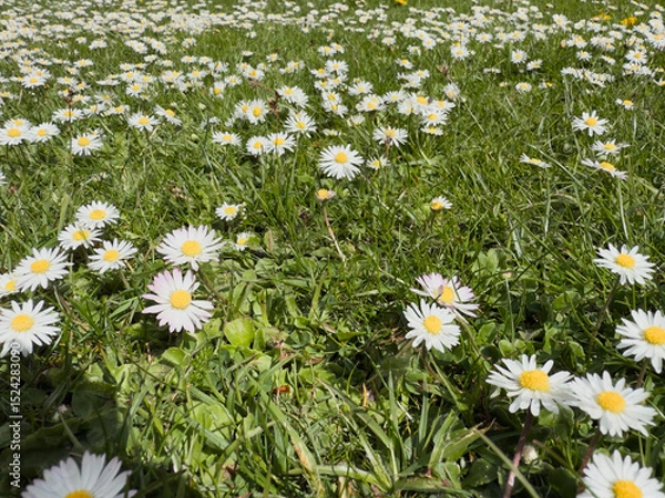 Fototapeta Low-angle shot of wild daisies spreading across a spring meadow under bright sun.