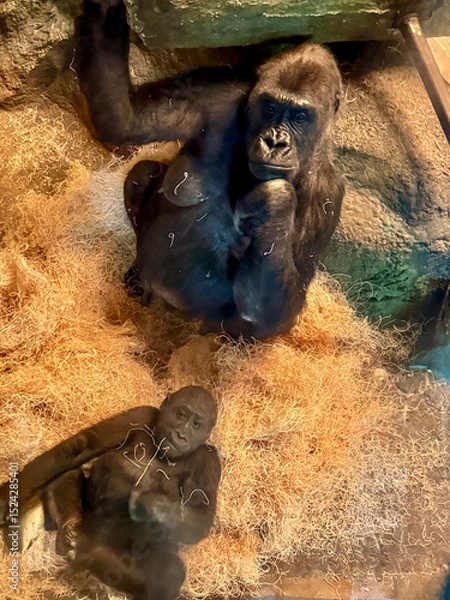 Fototapeta Adult and juvenile western lowland gorillas resting in an indoor zoo enclosure filled with straw bedding. The image captures a calm moment between the primates, highlighting their expressive faces and