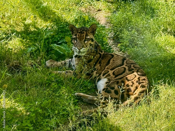 Fototapeta Clouded Leopard Resting in Grass at Zoo Habitat