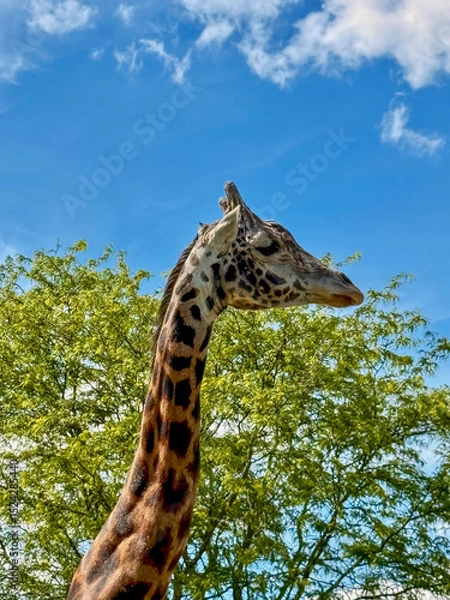 Fototapeta Giraffe Against Blue Sky and Green Trees in Zoo Habitat
