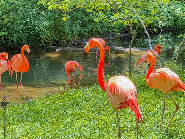 Fototapeta Group of Flamingos in a Lush Zoo Habitat Near Water