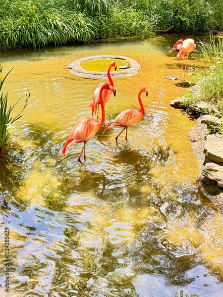 Fototapeta Flamingos Wading in Shallow Pond at Zoo Habitat