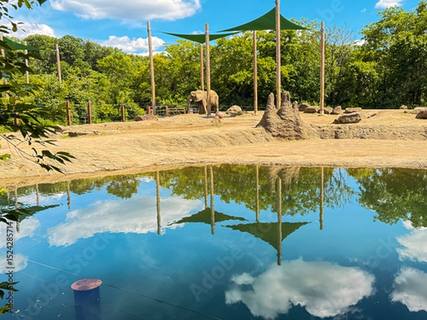 Fototapeta African Elephant in Naturalistic Zoo Habitat with Water Reflection