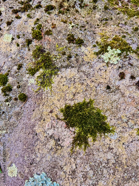 Fototapeta Moss and Lichen Growing on Weathered Rock Surface