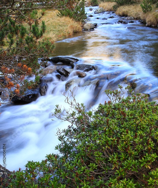 Obraz stream in the forest