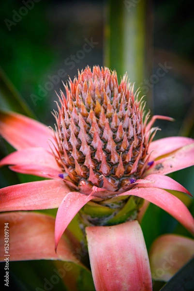 Obraz Baby Red Pineapple