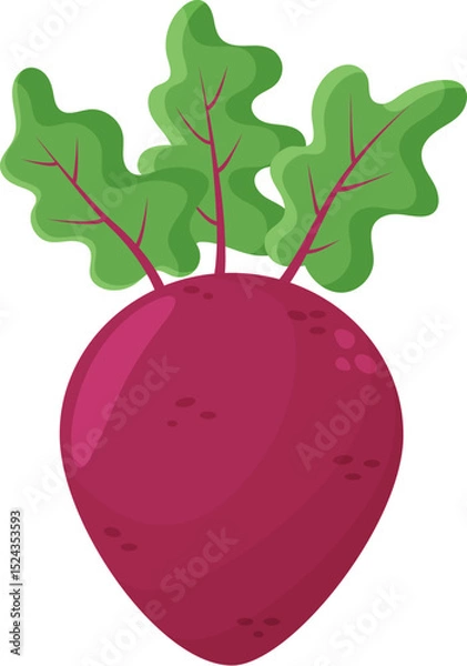 Obraz Fresh Beet with Top Leaf Isolated on White Background Illustration. Organic Food for Cooking