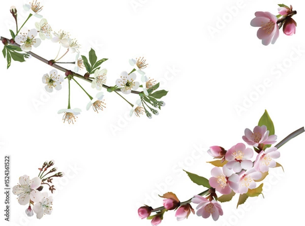 Obraz spring tree four pink and white blossoms isolated on white