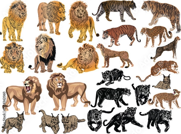 Obraz lions and tigers large collection isolated on white