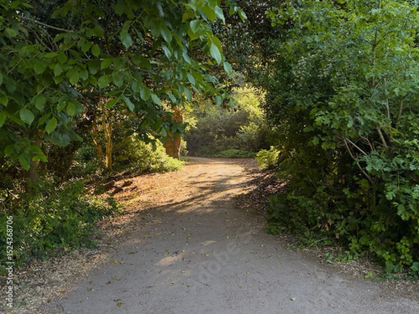 Fototapeta Peaceful woodland path dappled with summer sunlight, surrounded by dense green trees.