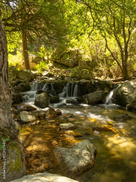 Obraz rio del bosque