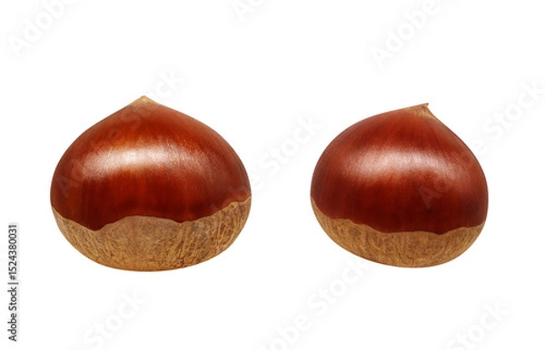 Obraz 栗 イラスト リアル 和栗