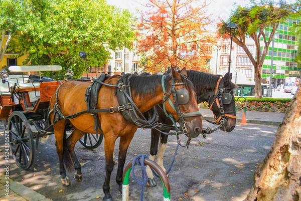 Fototapeta Closeup of Horse and Carriage in Historic Palma Streets