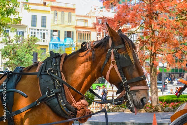 Fototapeta Closeup of Horse and Carriage in Historic Palma Streets