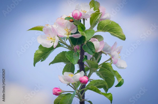 Obraz Różowe kwiaty jabłoni