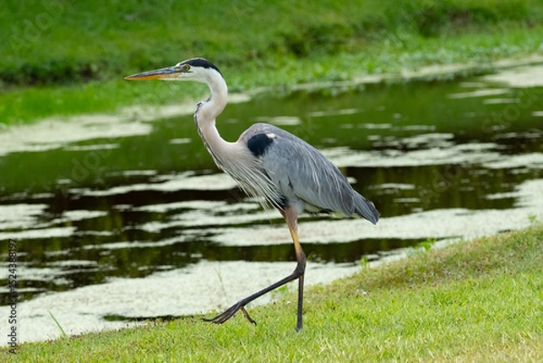 Obraz Great blue heron walking near pond