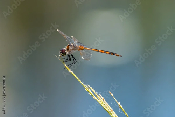 Obraz dragonfly on a branch