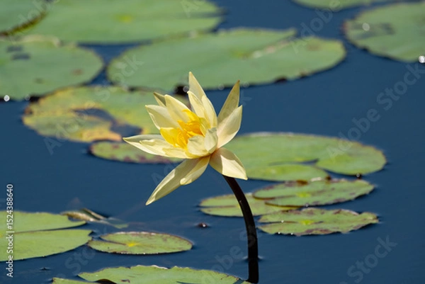 Obraz yellow water lily