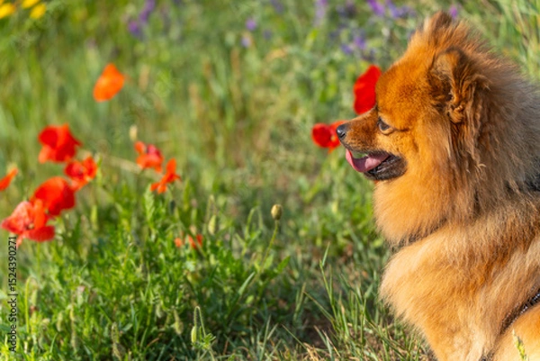 Fototapeta A small brown dog sits happily in a wildflower meadow, surrounded by vibrant red poppies. Its tongue is out as it enjoys the warm sunlight.