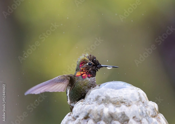 Fototapeta Colorful feathers of an Annas Hummingbird taking a bath in a fountain with a drop of water on its beak.  