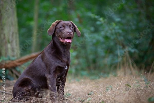 Obraz Happy Labrador Exploring Nature