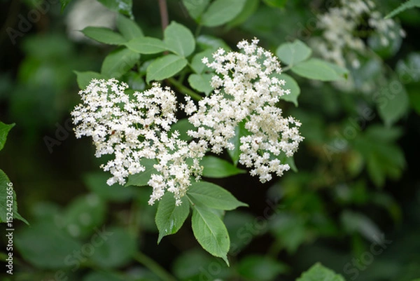 Fototapeta Holunderblüten im Wald