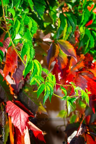 Obraz Red leaves of wild grapes in the trees in the park