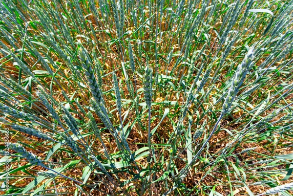 Obraz green field with wheat
