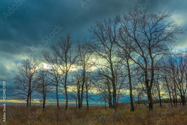 Obraz Trees in a field on a cloudy day