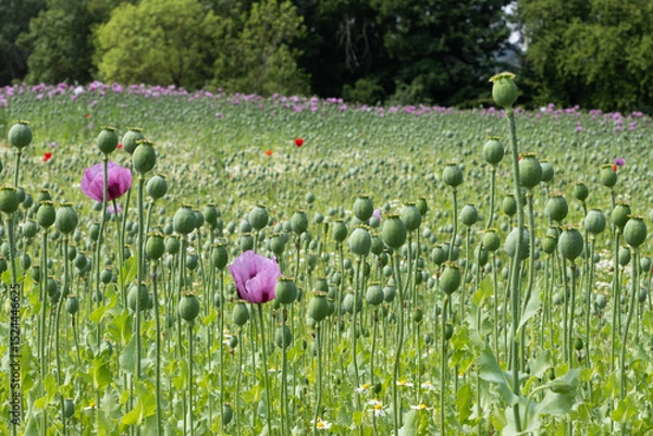 Obraz Zwei einzelne Schlafmohnblüten sind umgeben von einem Feld aus Kapseln abgeblühter Pflanzen.