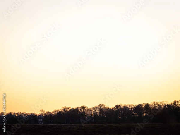 Obraz trees skyline at sunset