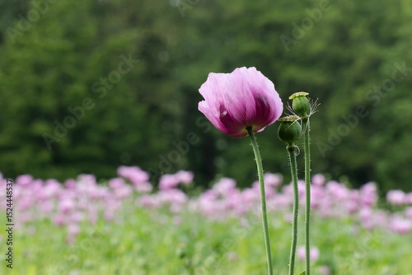 Obraz Eine Blüte und zwei Samenkapseln des Schlafmohns vor unscharfem Hintergrund.