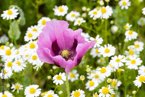 Obraz Eine Schlafmohnpflanze steht in einem Feld aus Kamillenblüten.