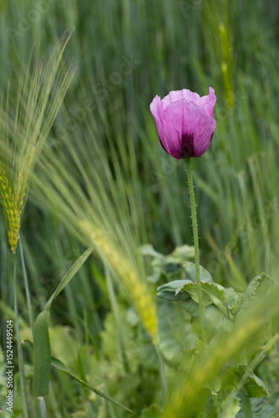 Obraz Eine Schlafmohnpflanze steht zwischen Getreideähren.
