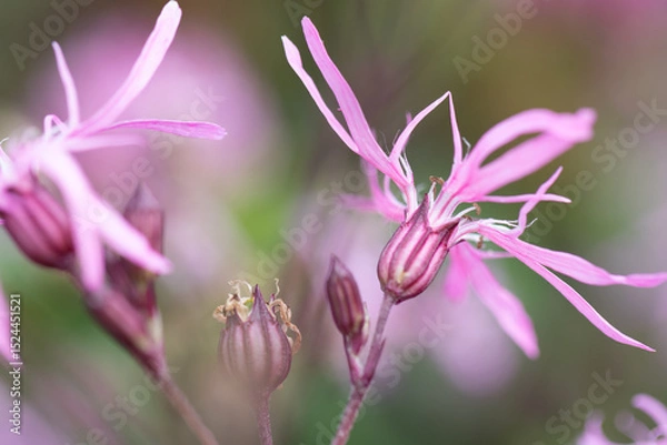 Obraz Filigrane Blütenblätter einer Kuckucks-Lichtnelke vor unscharfem Hintergrund.