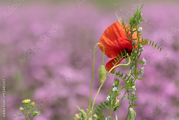 Obraz Eine rote Mohnblume stützt sich an die aufragende Acker-Wicke vor unscharfem Hintergrund aus rosa Kuckucks-Lichtnelken.