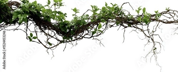 Fototapeta tree branches silhouette