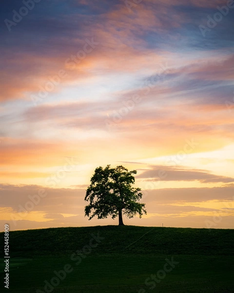 Obraz Stunning sunset over a solitary tree on a hill at a tranquil location